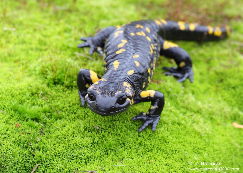 mlok skvrnitý, Salamandra salamandra (Obojživelníci, Amphibia)